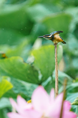 カワセミ