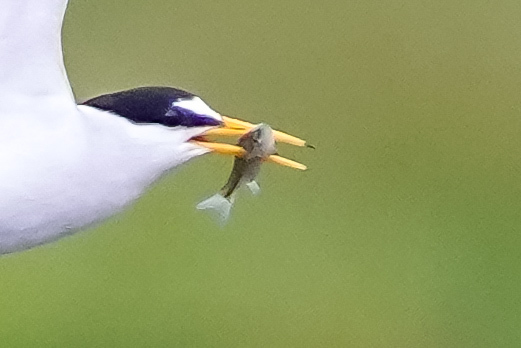 コアジサシ