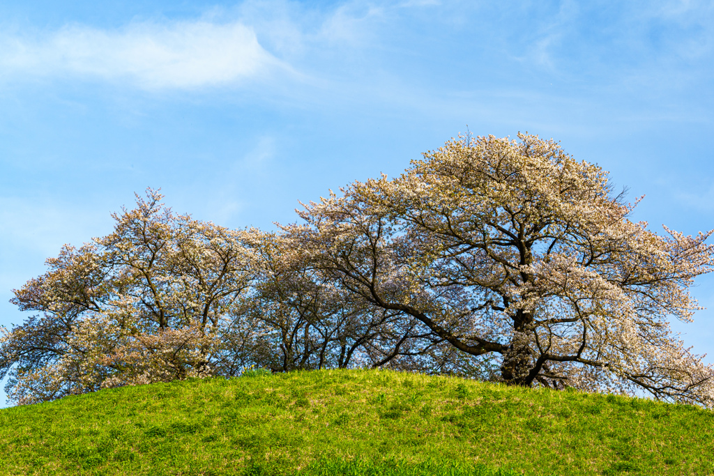 古墳の桜