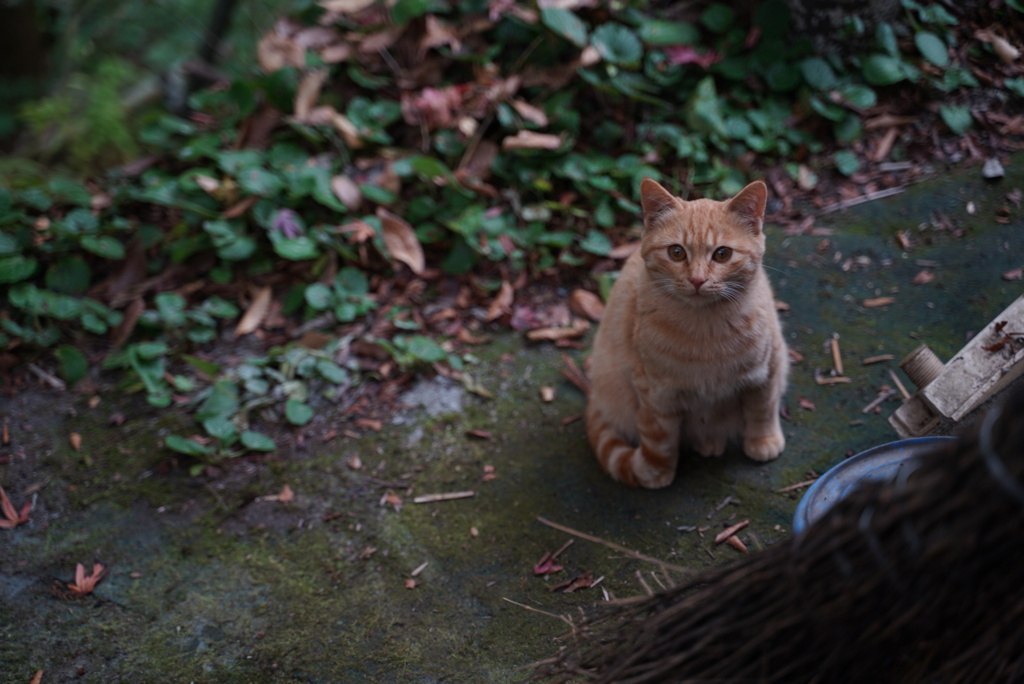 猫