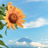 日本の夏^ ^