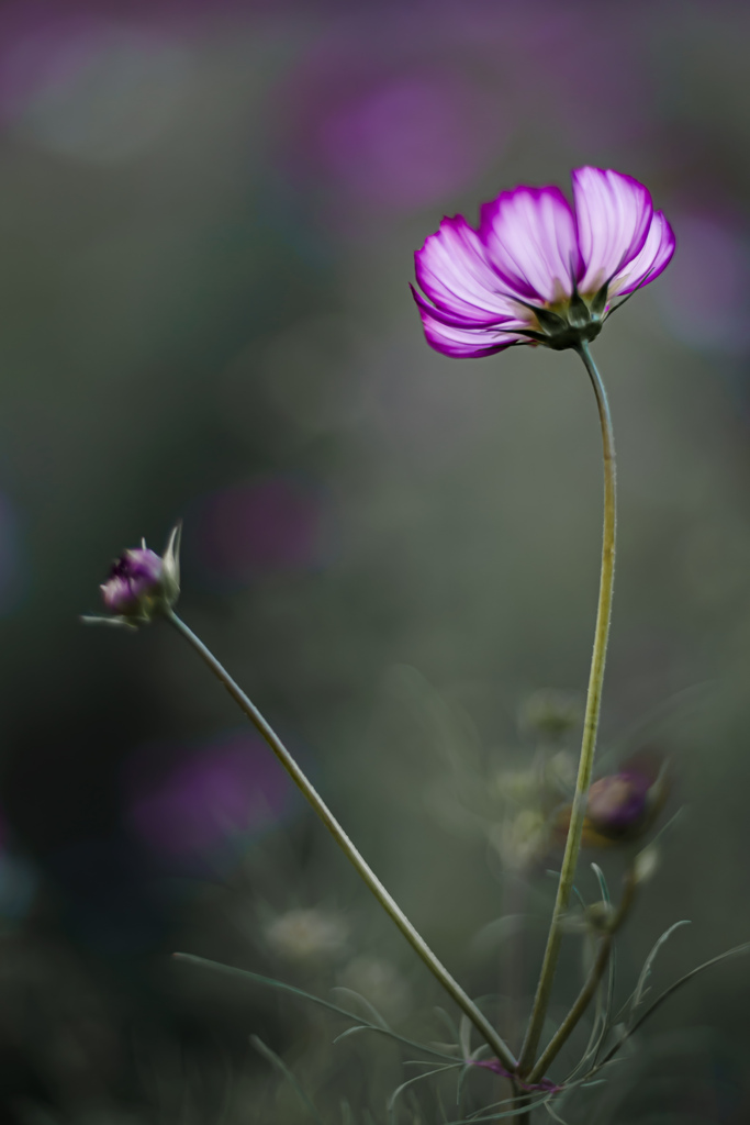 秋桜