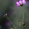 秋桜
