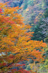 秩父の紅葉