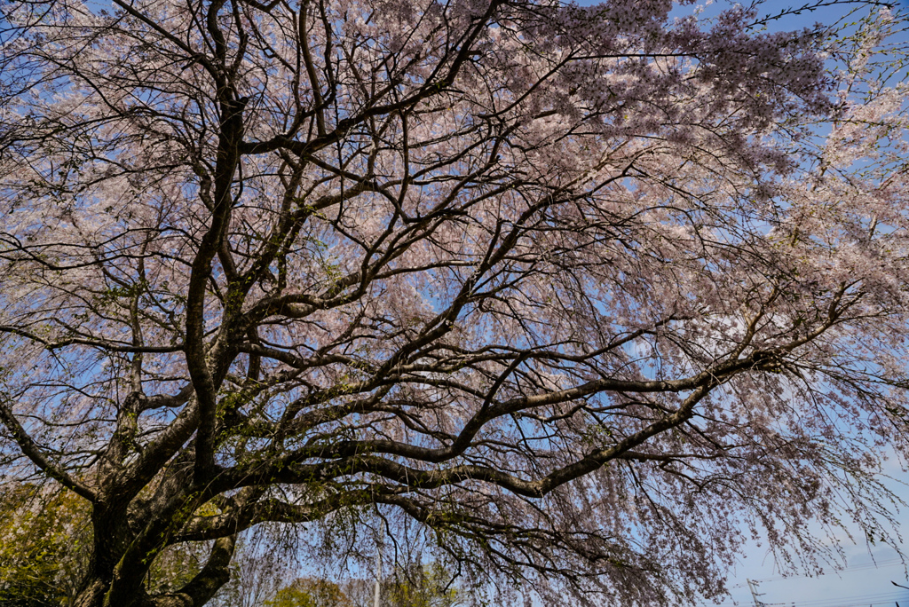 枝垂れ桜