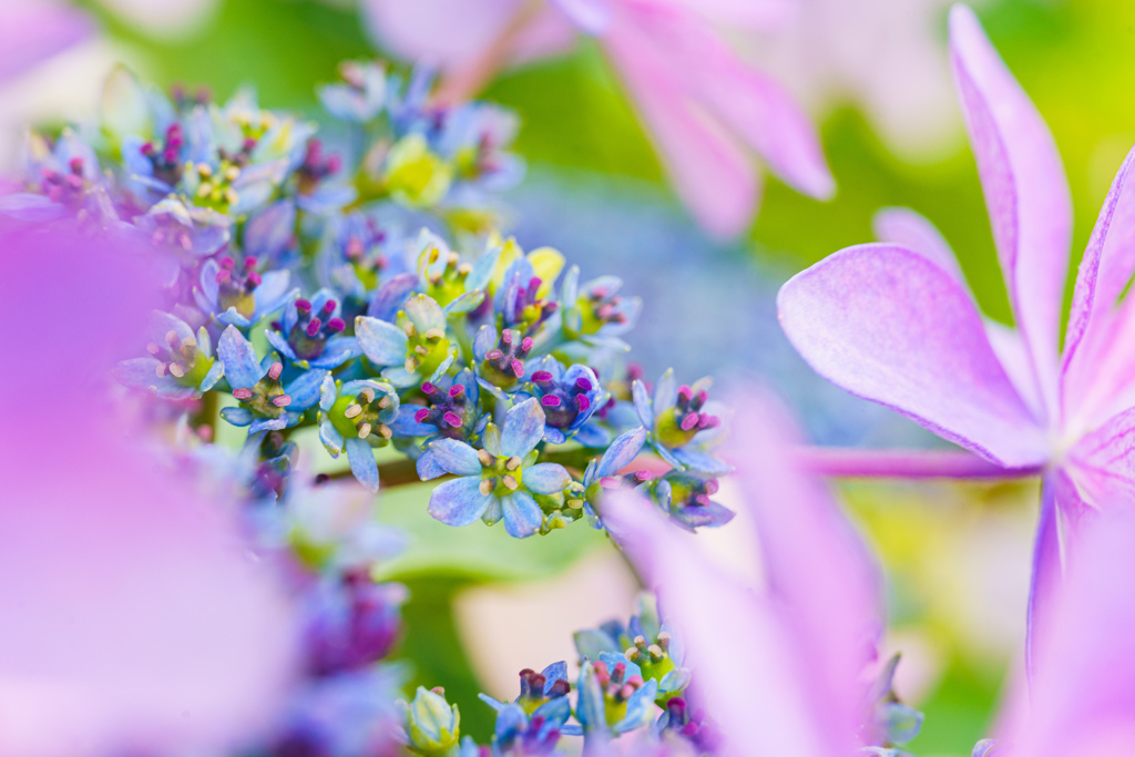 紫陽花