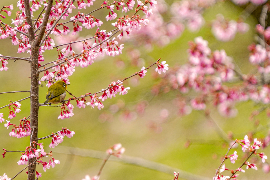 おかめ桜