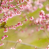 おかめ桜