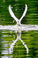 水飛沫