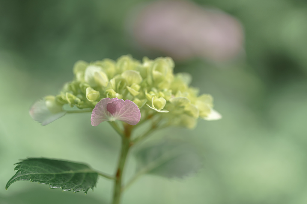 紫陽花