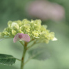 紫陽花
