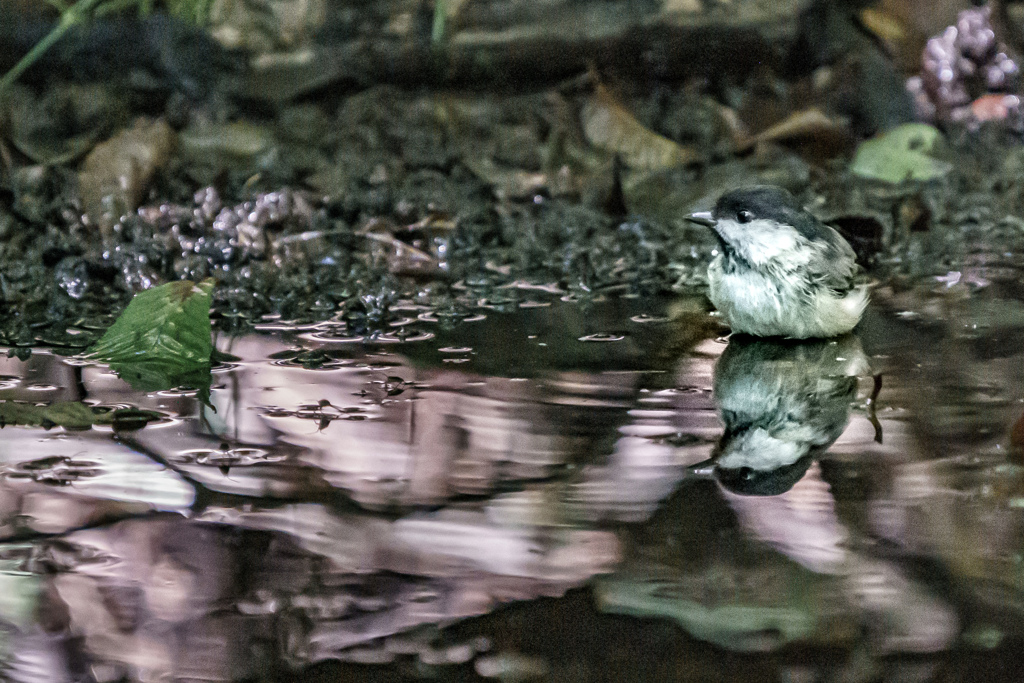 水浴び中