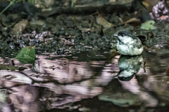 水浴び中