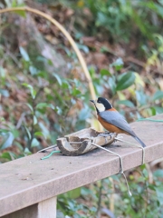 おやつないかな？