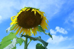 7月