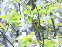 花蜜に呼ばれて