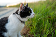 草に興味を示す猫