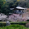 DSCF6876 勧修寺