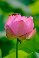 DSCF4193