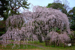 京都御苑　近衛邸糸桜