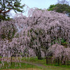 京都御苑　近衛邸糸桜