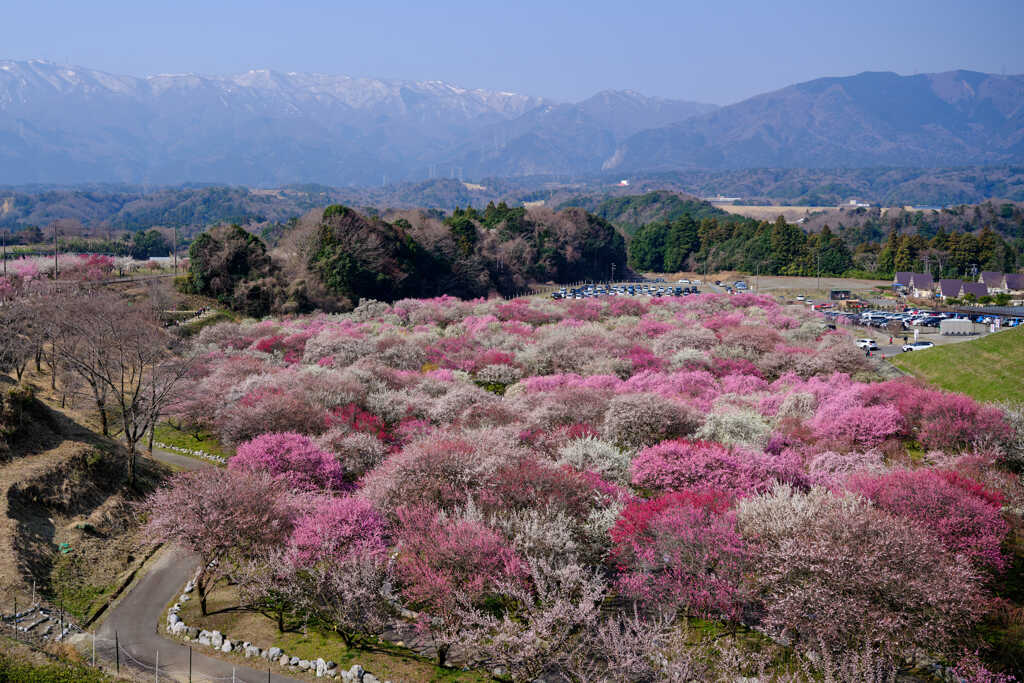 いなべ市農業公園　遠景