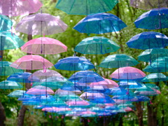 雨の森を彩る傘の空