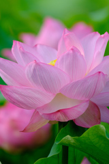 DSCF4135