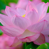 DSCF4135