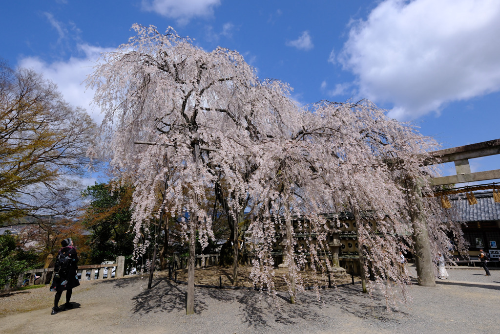 DSCF7309 大石寺jpg