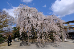 DSCF7309 大石寺jpg