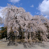 DSCF7309 大石寺jpg