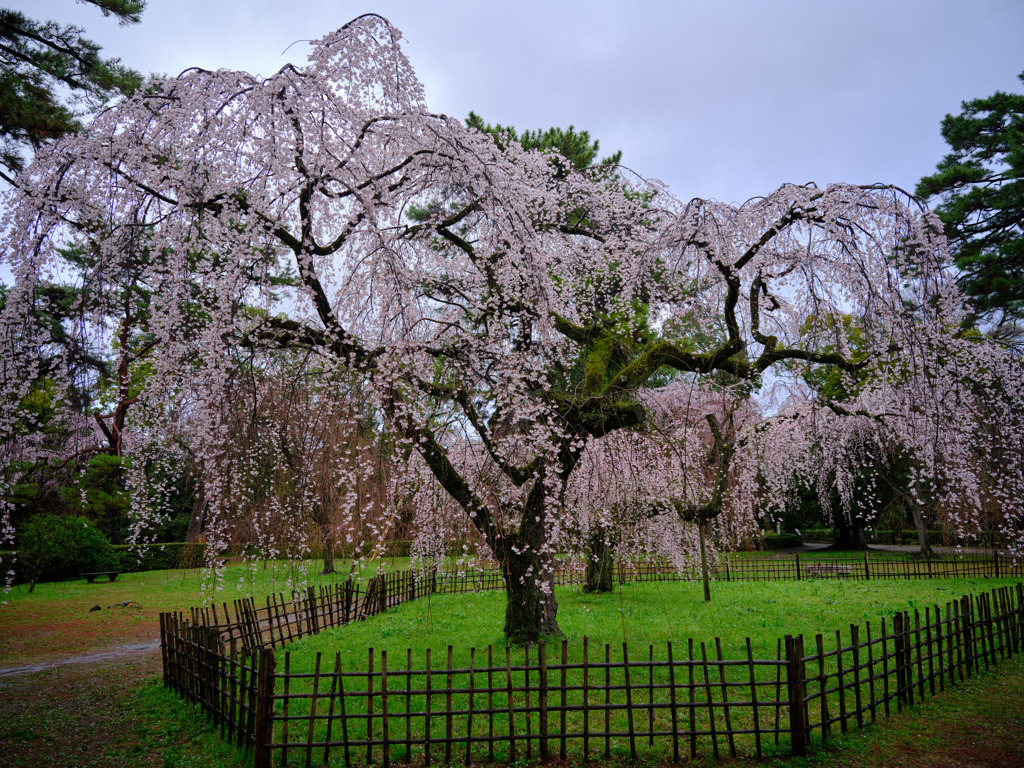 京都御苑　枝垂桜 