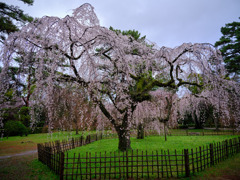 京都御苑　枝垂桜 