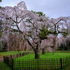 京都御苑　枝垂桜 