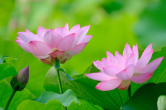 DSCF4177