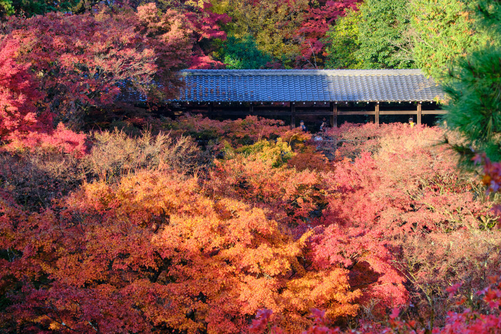 DSCF0138東福寺臥雲橋