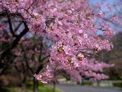 DSCF5505