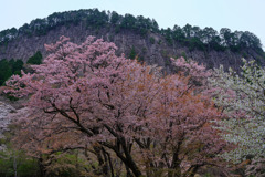 屏風岩公苑山桜と岸壁