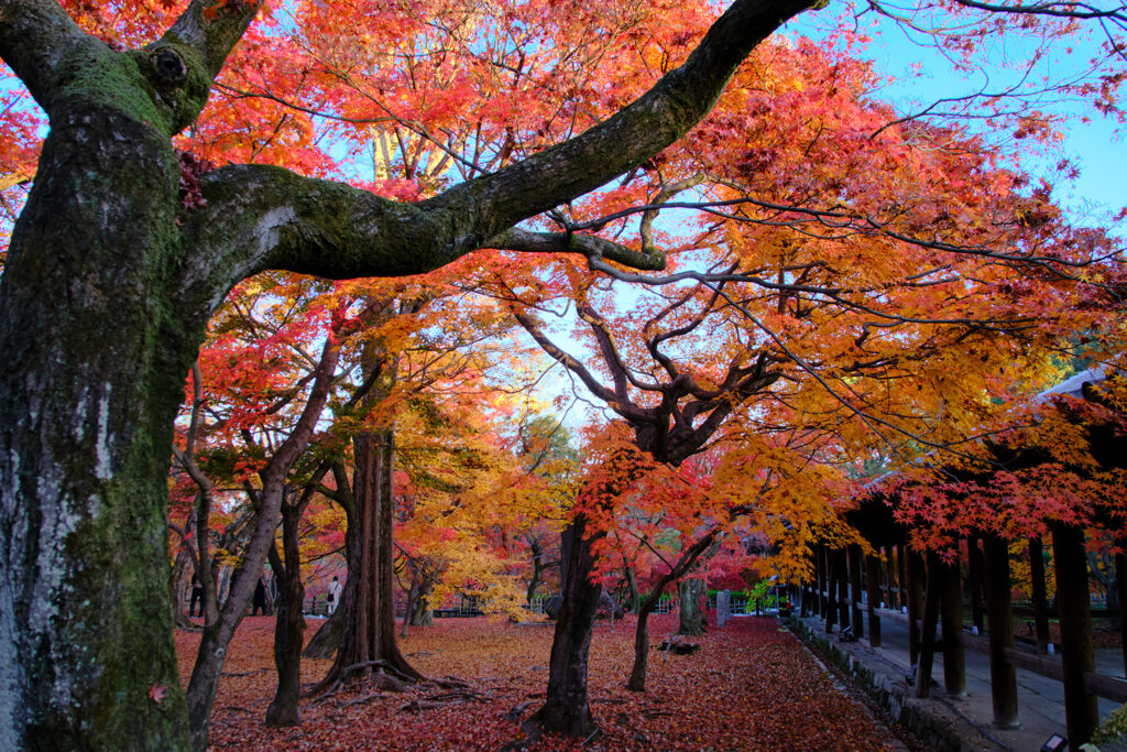 DSCF9995東福寺散り紅葉