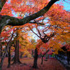 DSCF9995東福寺散り紅葉