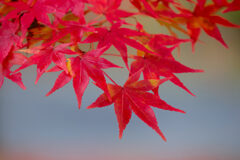 DSCF0133深紅のモミジ