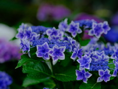 華やぐ初夏の舞踏会