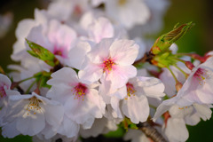 DSCF6452 1