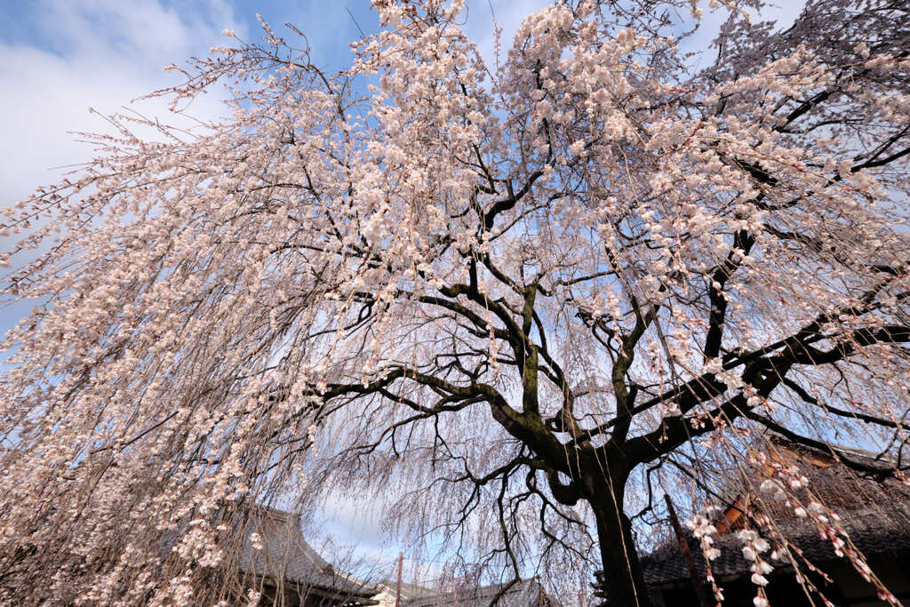本満寺の桜