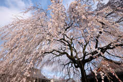 本満寺の桜