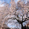 本満寺の桜