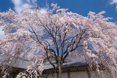 DSCF7338 醍醐寺霊宝館桜