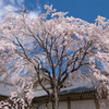 DSCF7338 醍醐寺霊宝館桜