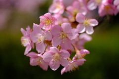 DSCF6113
